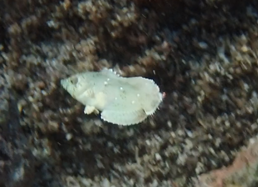 Serait-ce un Macropharyngodon ornatus juvénile ?
