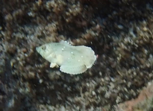 Serait-ce un Macropharyngodon ornatus juvénile ?