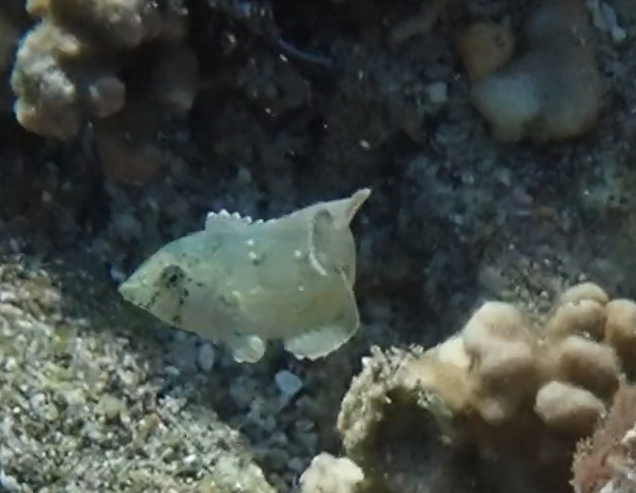 <p>Pour information, ce petit poisson avait une nage en "papillon"</p>