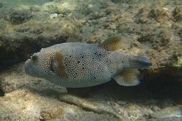 serait-ce un poisson-ballon hybride entre un nigropunctatus et un hispidus ou avec un autre ? (Réunion)