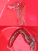 série de 3 organismes vivants... 1_ Leptosynapta rouge?