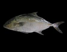 Seriola dumereli