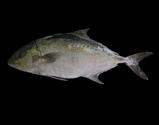 Seriola dumereli