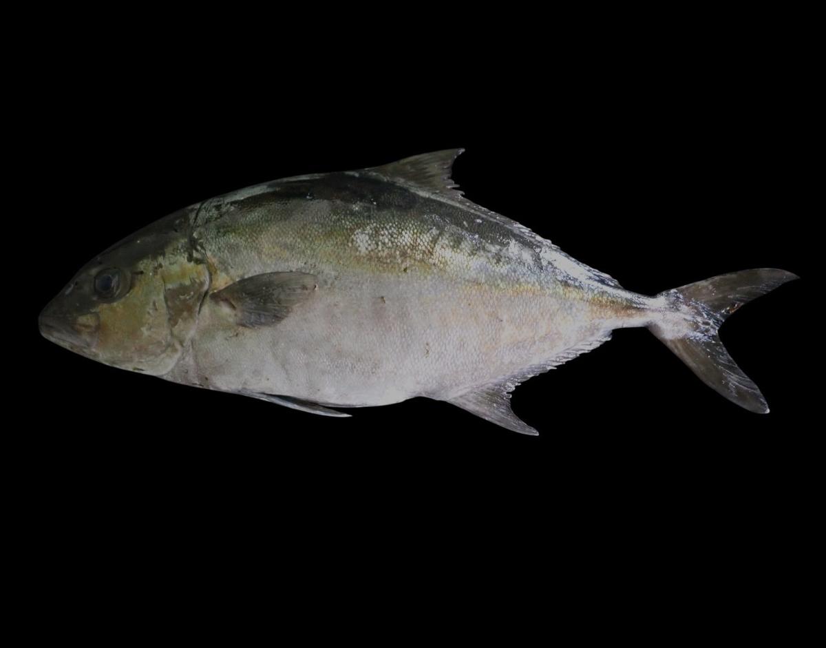 Seriola dumereli
