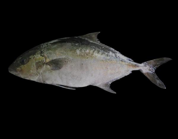 Seriola dumereli