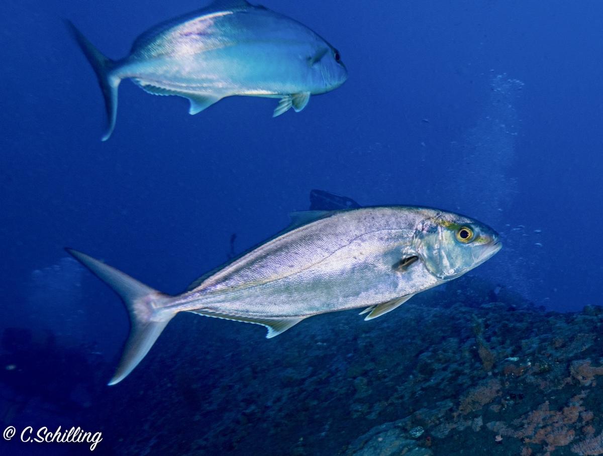 <p>En effet Sériole couronnée (seriola dumerili) un des rare poisson présent de la méditerannée à l'atlantique et l'océan indien. Ici à la Réunion...