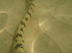 serpentiforme sur plage de l'ile de Mahé Seychelles