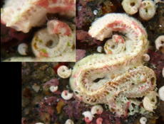Serpulidae corse