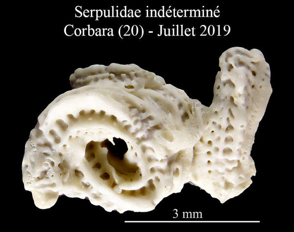 Serpulidae sur Posidonie Corse