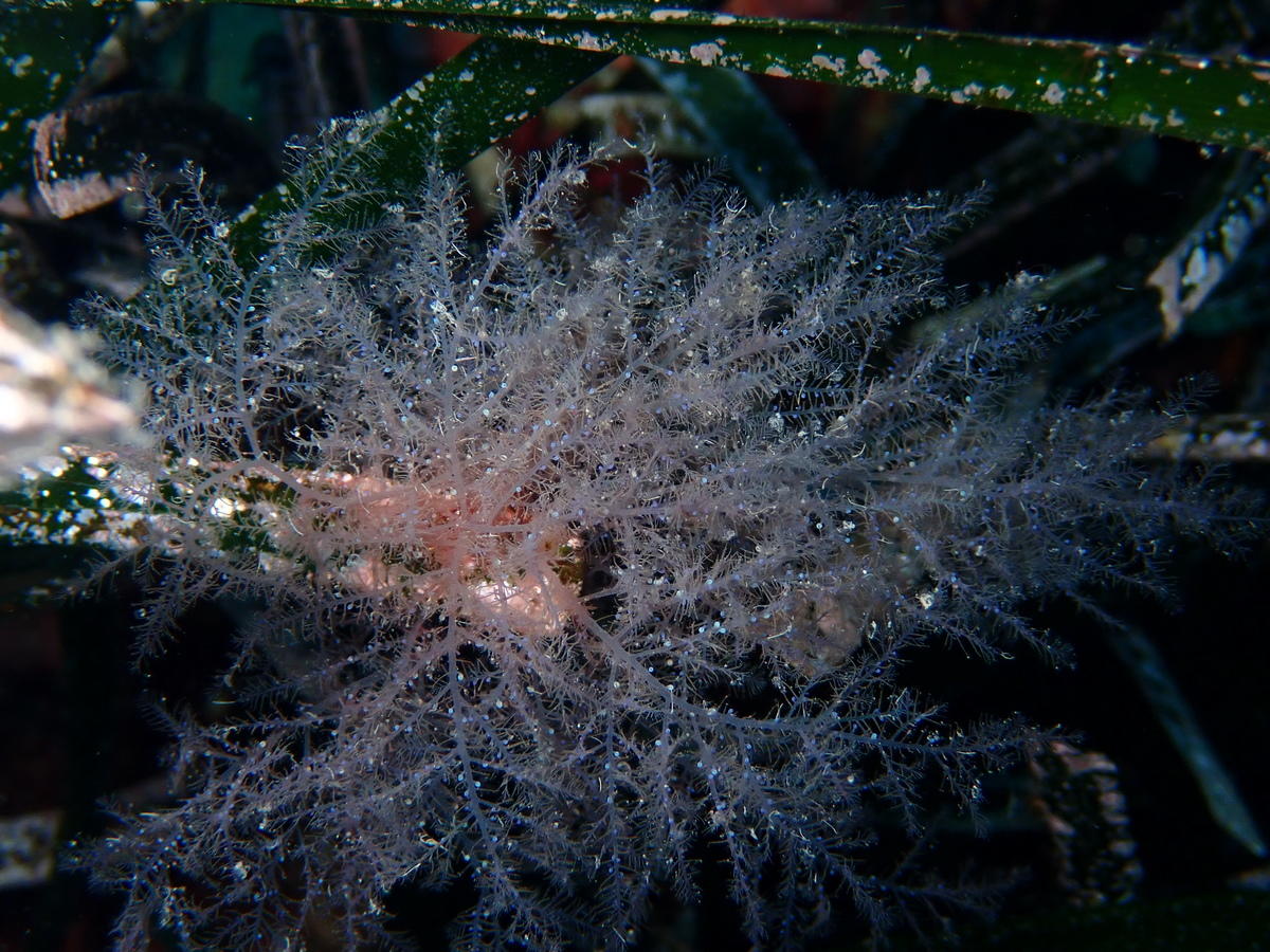 Sertularella crassicaulis ou algue ?