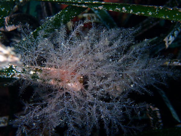 Sertularella crassicaulis ou algue ?