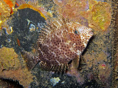 Siganidae de nuit à Mayotte