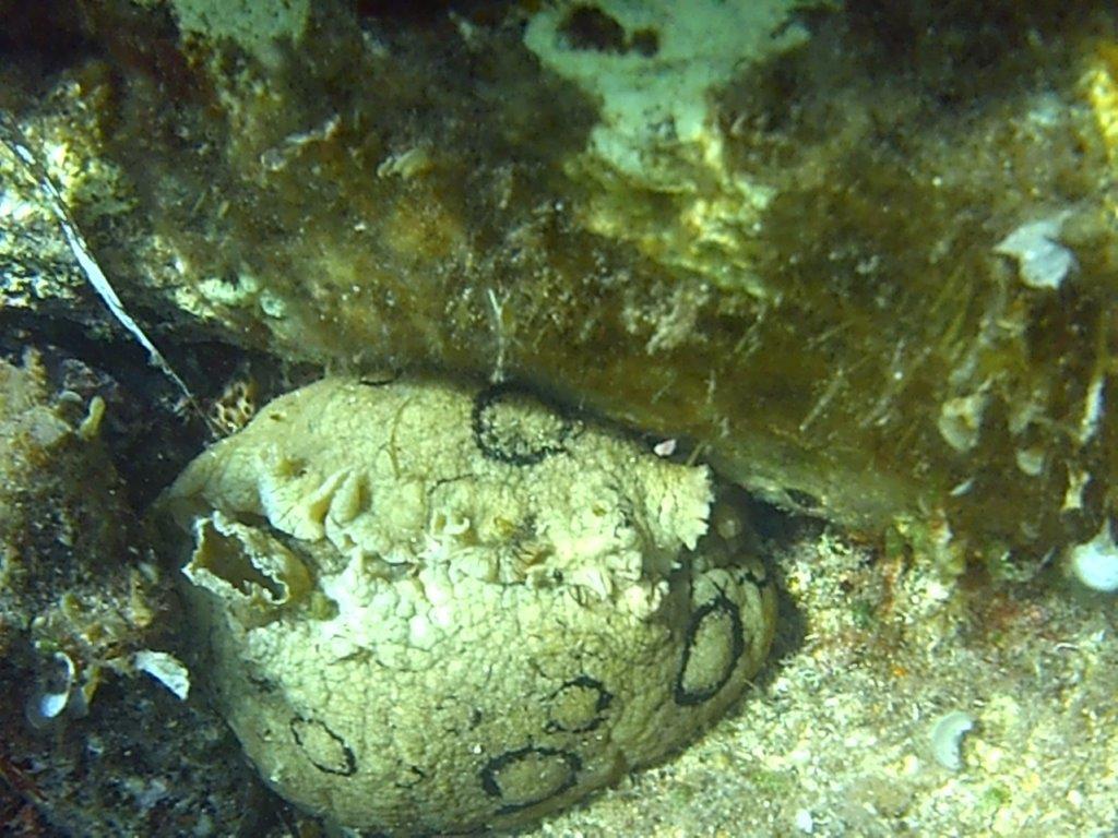 Signalement Aplysia dactylomea sud Corse