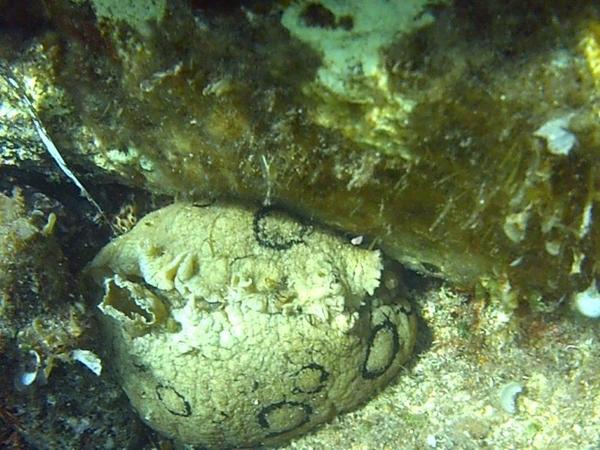 Signalement Aplysia dactylomea sud Corse