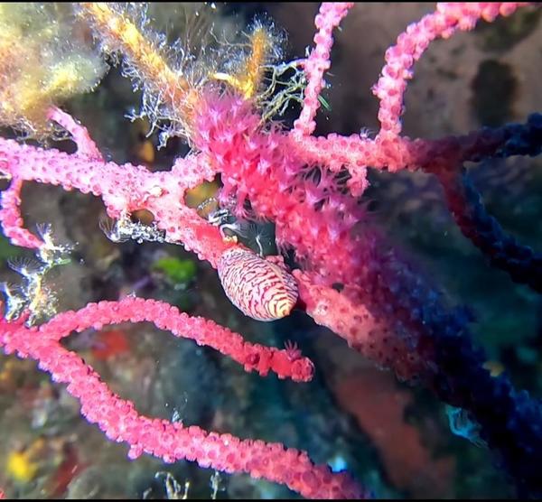 Simnia spelta sur Paramuricea clavata ? 