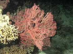 Siphonogorgia ?