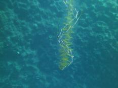 Siphonophore ?