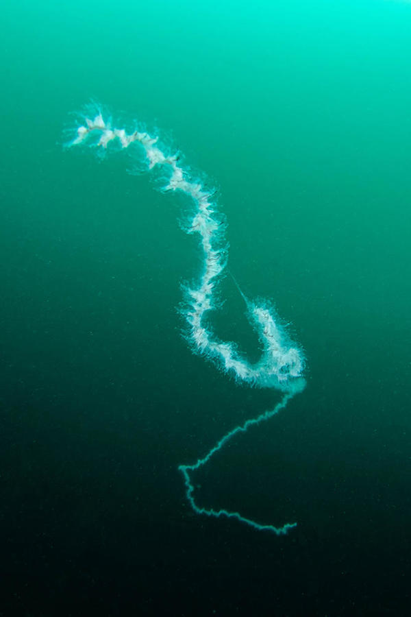 Siphonophore?
