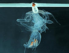 siphonophore breton