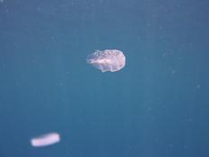 Siphonophore fer à cheval ?