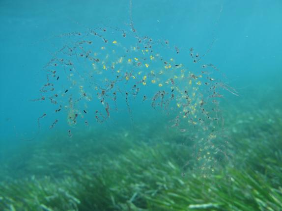 Siphonophore ? lequel ?