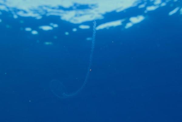 Siphonophore ou ????