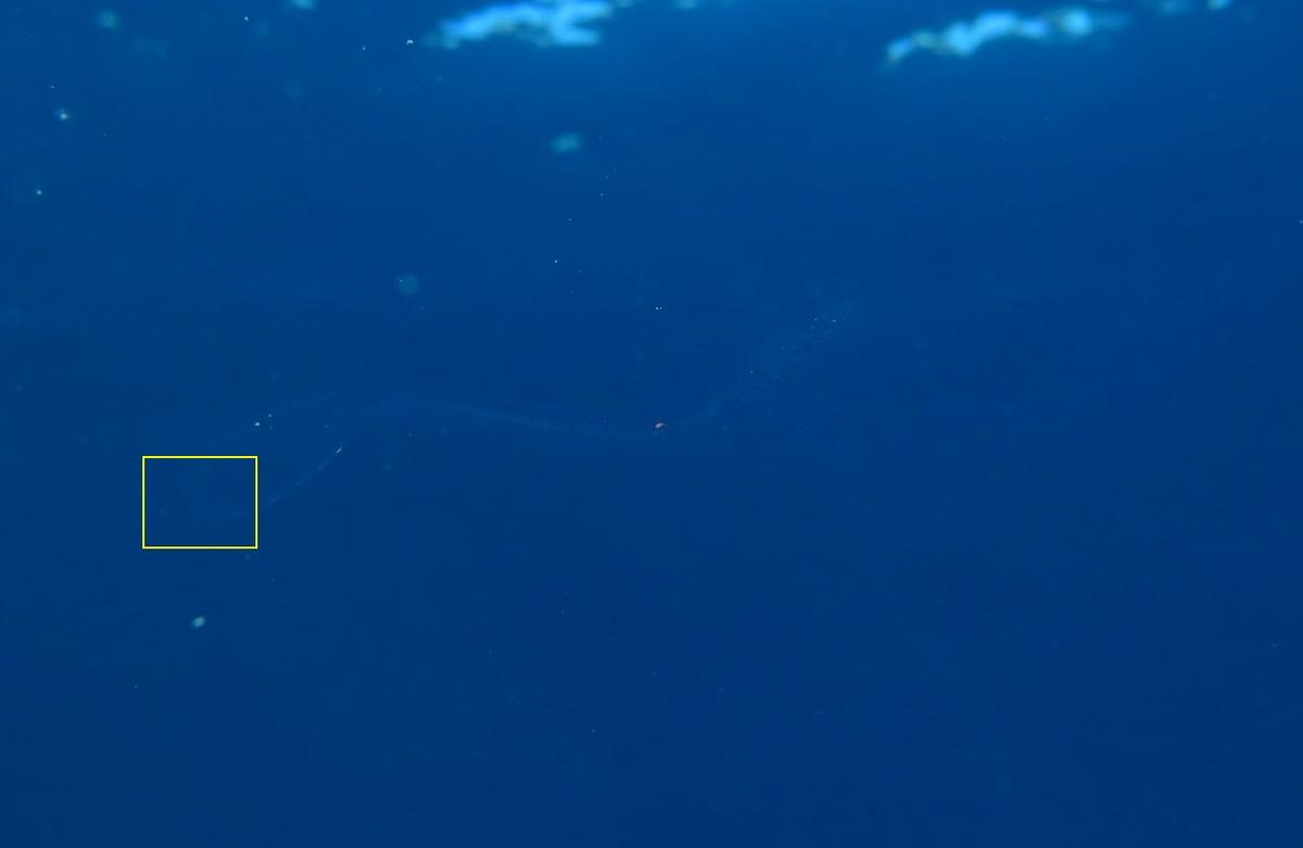 <p>Bonsoir,</p><p>une autre photo mais je ne sais pas si on voit mieux (Bubu m'a dit qu'il ne voyait pas bien). L'animal avait un orifice qui se co...