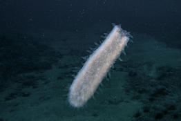 Siphonophore ou ponte?