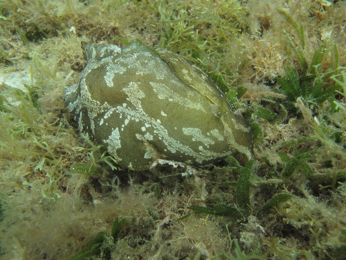 <p>Bonjour,</p><p>Je confirme que c'est bien une <strong>Siphonota geographica. Décrite aux Caraïbes (Caribbean sea slugs (Natural history books)....