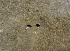 Siphons de Coque dans le sable de l'estran;