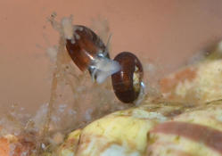 Skeneopsis planorbis ? à SPM