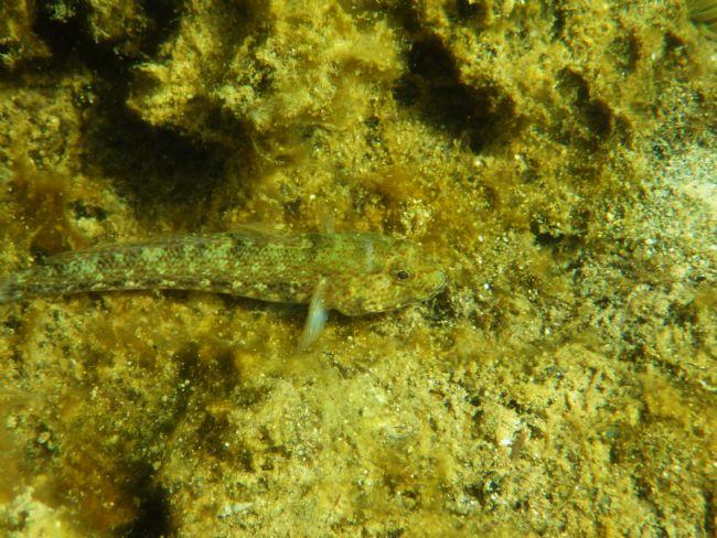 Slender goby ?