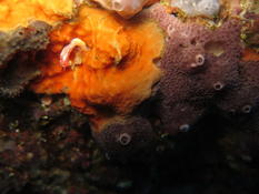 Smittina landsborovii ?