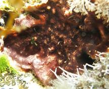 Soft coral?