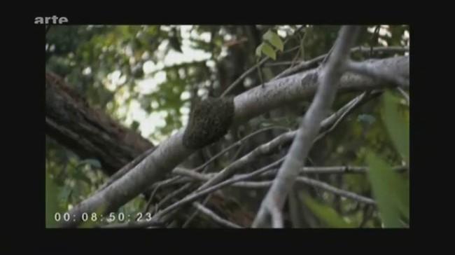 Bonjour,<br />d'après un reportage de la ZDF passé sur Arte en 2008, il semble bien qu'il existe des éponges vivant...dans les arbres!<br />On y vo...