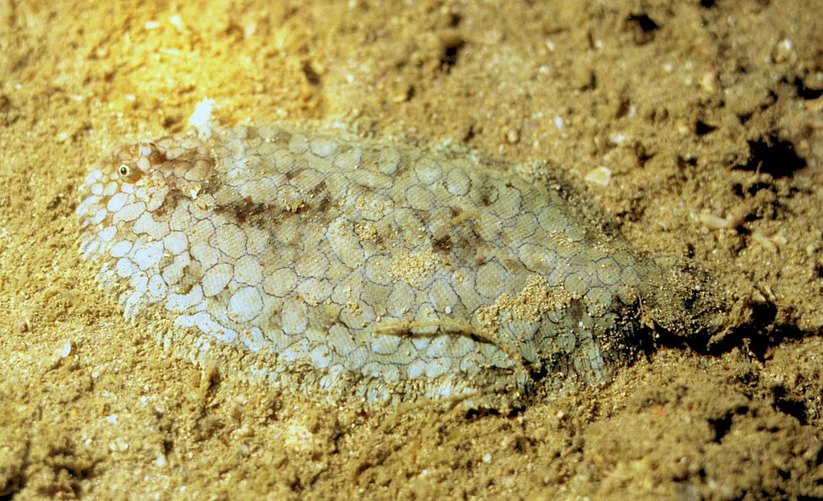 Sole avec ocelles de Nosy Bé Madagascar