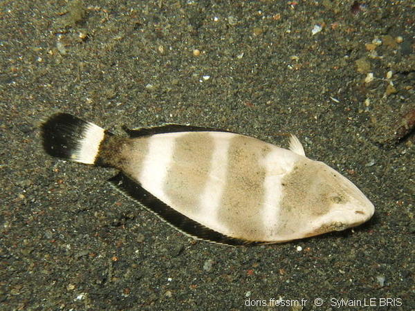 Sole de Lembeh