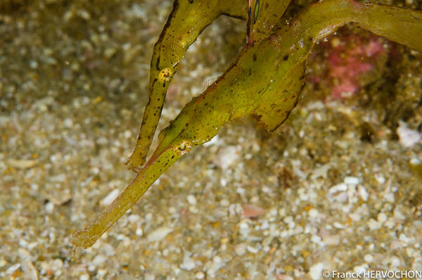 Solenostomus cyanopterus ?
