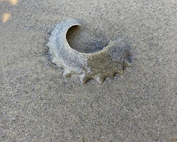 Sorte de rondelle ouverte posée sur le sable 