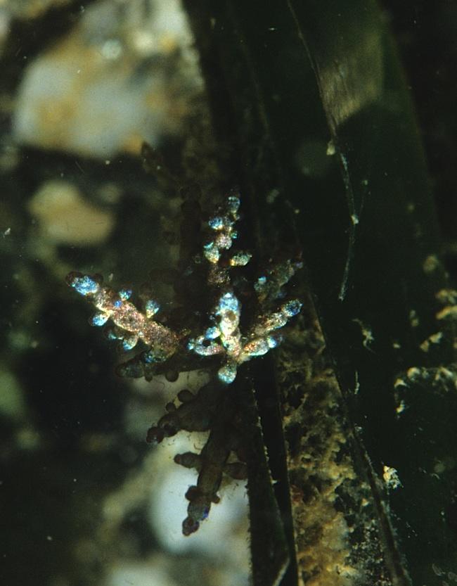 Cette petite algue constituée de petits cylindres ramifiés oposés est fréquente sur les feuilles de la posidonie,<br /><br />Peut-être <em>Chylocla...
