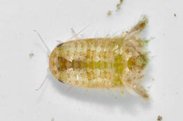 Sphaeromatidae, en Corse