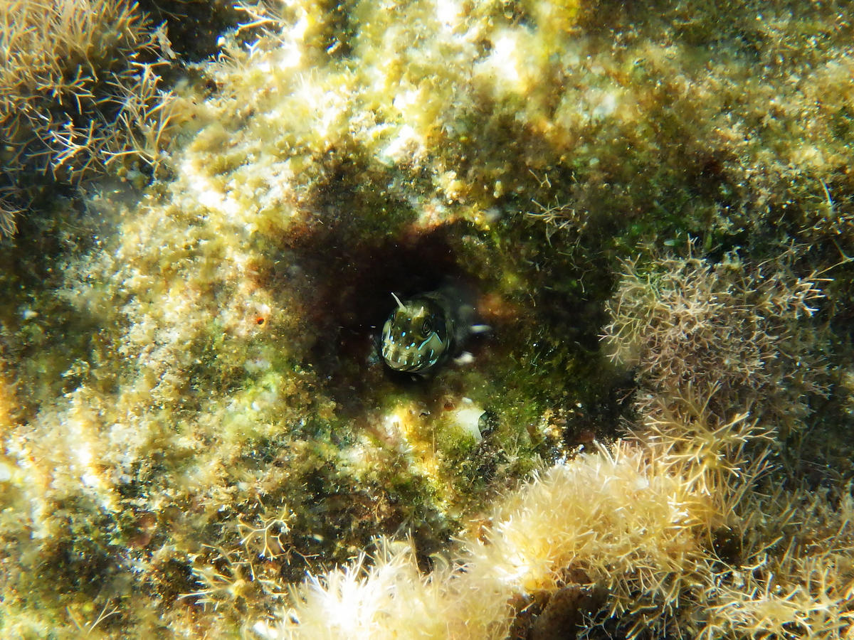 Sphinx blenny