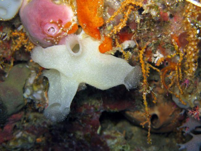 Pour le moment je garde le nom Leucosolenia sp. Je ne trouve pas non plus le vrai nom.<br />Photo de Manado.