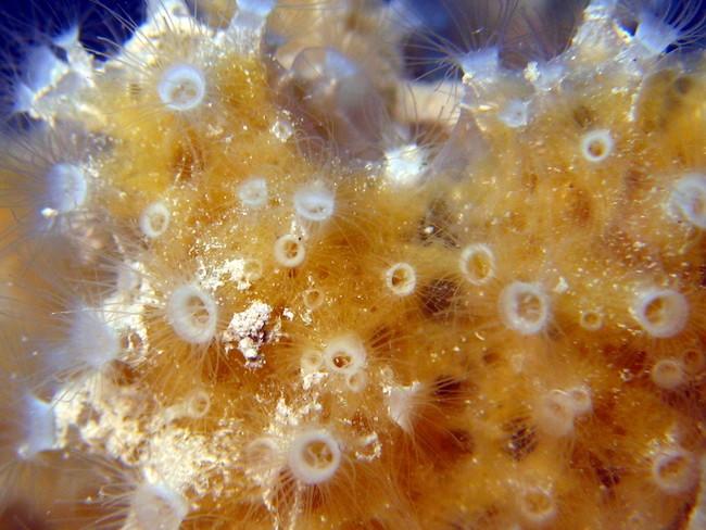 sur les derniers clichés sortis de l'eau, j'ai toujours du mal à penser que l'éponge concernée dans cette association est <em>Dysidea avara</em> ?<...