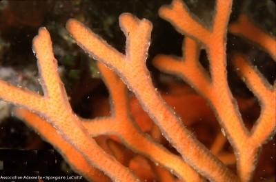 Voir le travail suivantHarmelin,J-G; Boury-Esnault,N; Vacelet,j (1994):<br />A bryozoan-sponge symbiosis: the association between Smittina cervicor...