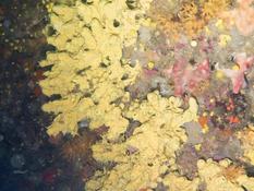 SPONGOSORITES CALCICOLA ? ou eponge carvernicole jaune 
