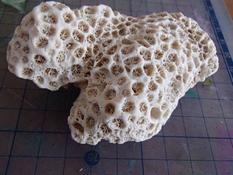 Squelette corail