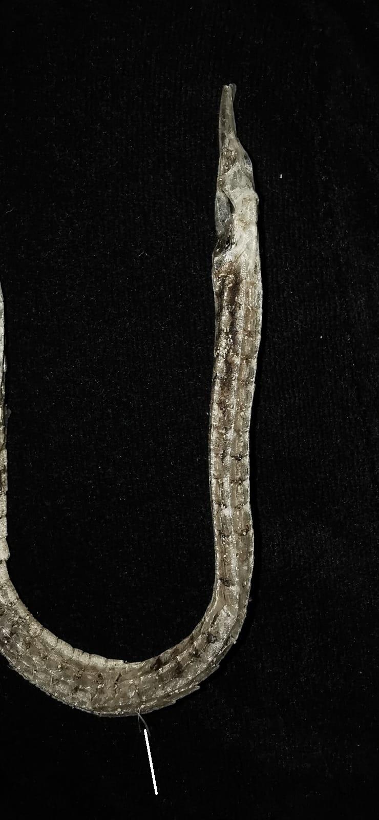<p>Après décompte du nombre de "segments" entre la tête et l'origine de la dorsale (ligne blanche) qui sont au nombre de 18-19, il s'agirait de <em...
