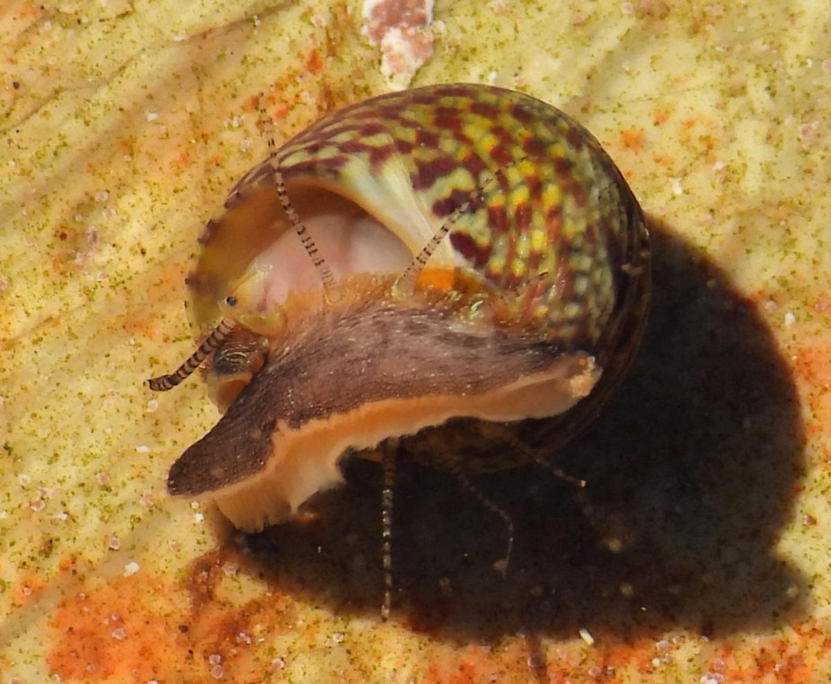 Steromphala pennanti?