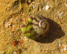 Steromphala umbilicalis?